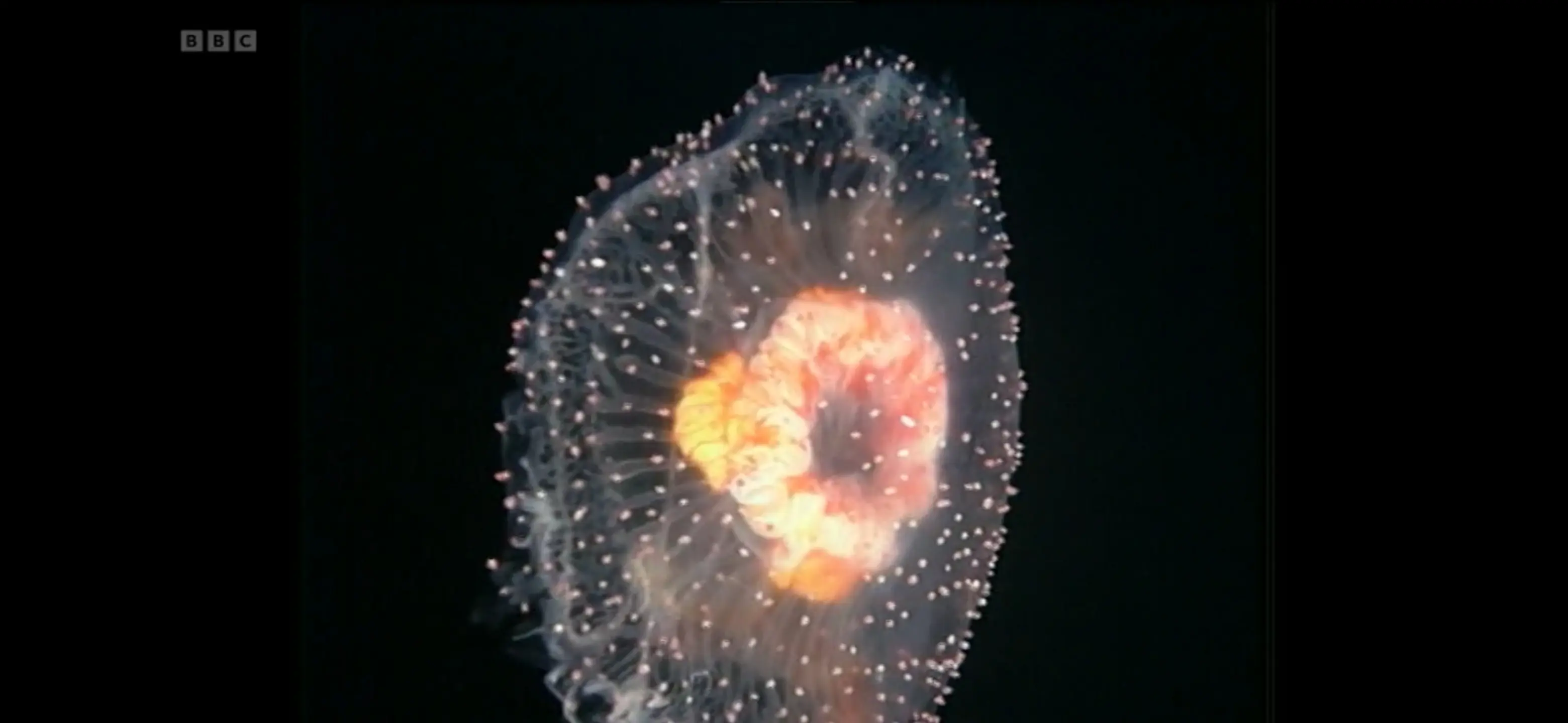 Jellyfish (Diplulmaris antarctica) as shown in Life in the Freezer - The Big Freeze
